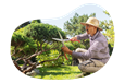 Tree service employee trimming branches.