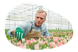 Florist gardening in a greenhouse